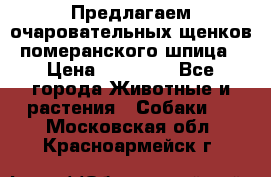 Предлагаем очаровательных щенков померанского шпица › Цена ­ 15 000 - Все города Животные и растения » Собаки   . Московская обл.,Красноармейск г.